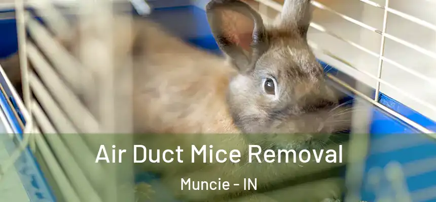  Air Duct Mice Removal Muncie - IN