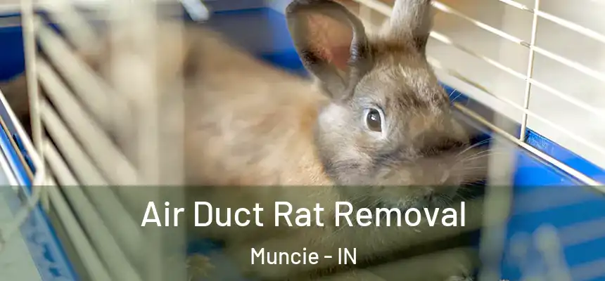  Air Duct Rat Removal Muncie - IN